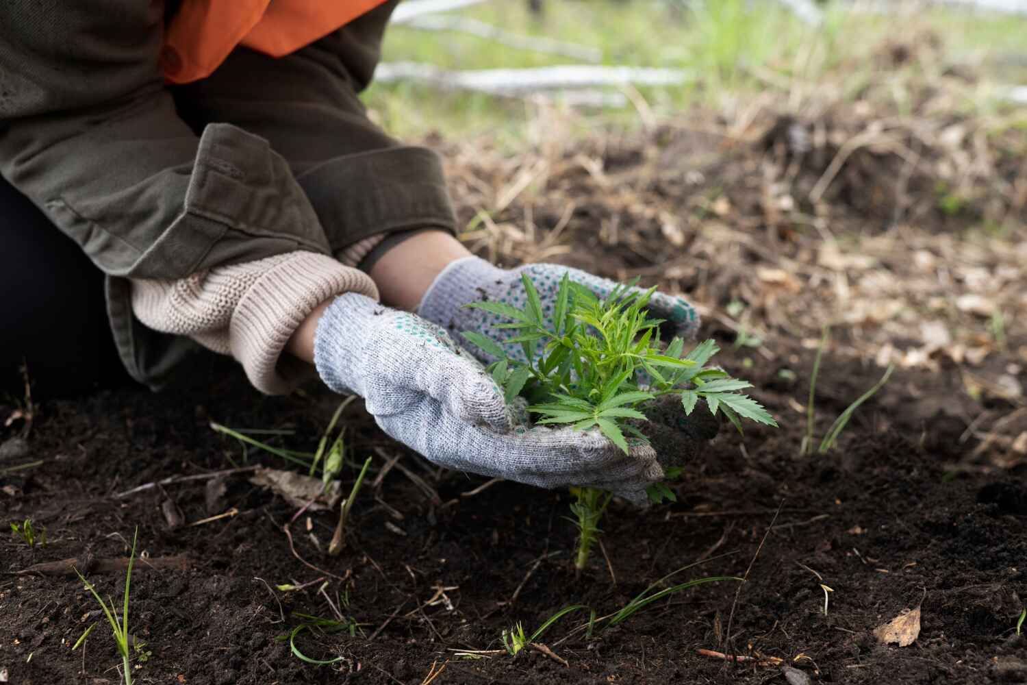 The Steps Involved in Our Tree Care Process in Horizon West, FL